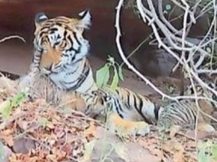 धौलपुर के जंगल से बाघिन बादली ने दो शावकों को दिया जन्म, कैलादेवी अभयारण्य से भटककर आई थी