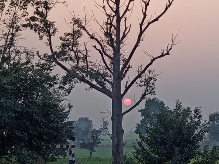 चटक धूप अब सुहा नहीं रही हवा में बसंती सुरूर, अगले सप्ताह रवानगी डालेगी सर्दी, कल विक्षोभ देगा हल्का ठंड का झटका