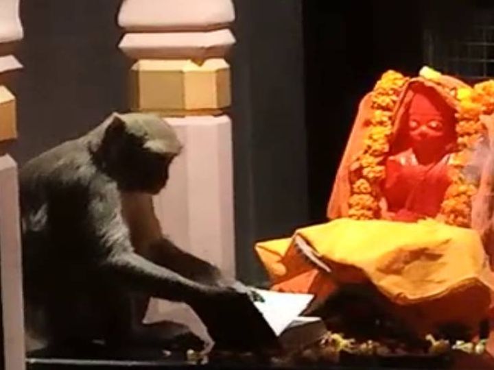 यह फोटो प्रतापगढ़ की है। हनुमान मंदिर में प्रतिमा के समक्ष बैठा बंदर। - Dainik Bhaskar