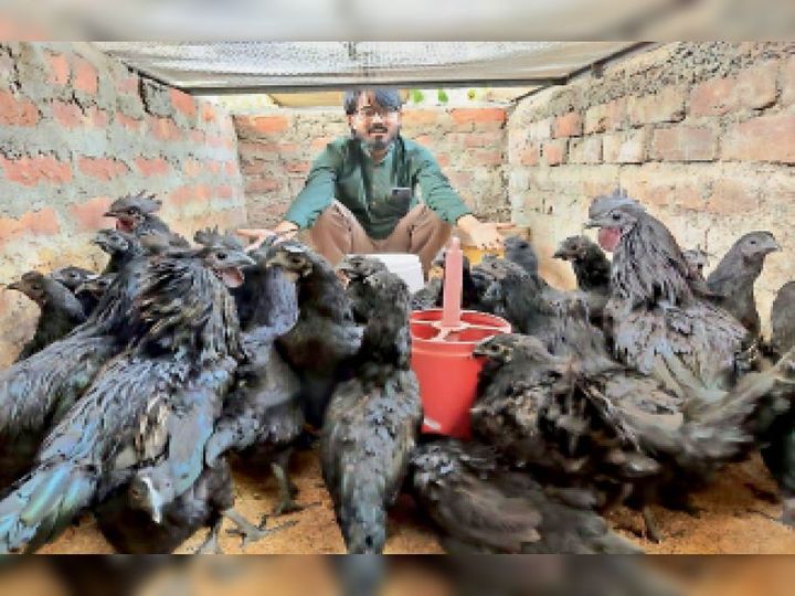 कड़कनाथ मुर्गों के साथ इंजीनियर प्रभात। - Dainik Bhaskar