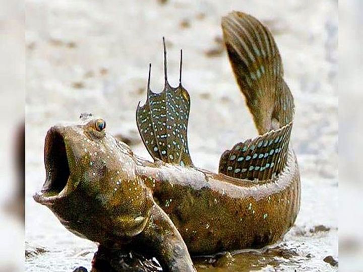 This Fish Can Walk In Land & Can Live Without Water पाण्याबाहेर