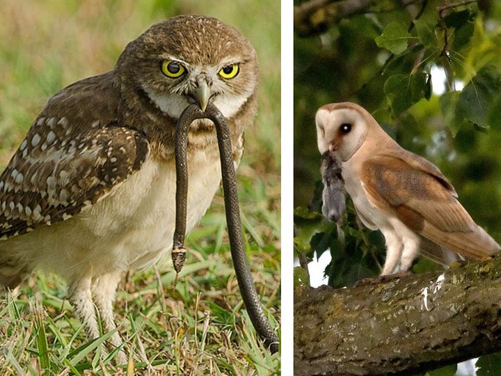 motivational story about snake and owl दोन घुबड सोबत बसले, एकाच्या