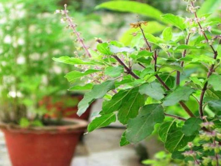 The health benefits of basil leaves work to boost immunity तुळशीच्या