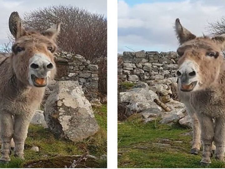 Singing donkey sensationહેરિએટ નામનો આ ગર્દભ બન્યો