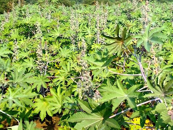 SEA estimates 2.03 million tonnes castor seed production in India for