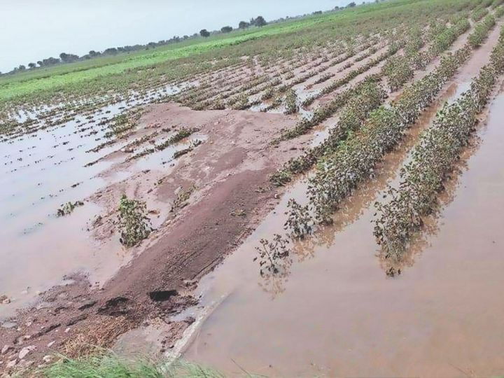 Heavy rains damage groundnut and cotton crops by up to 30 per cent
