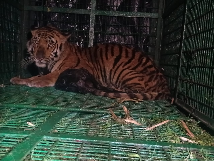 Bengal Tiger captured in Maipith after days of panic: Big cat trapped ...
