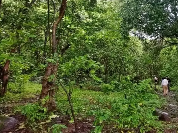 Over 13,000 sq km of forest land encroached in India Larger than area ...