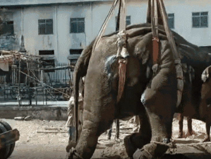 Ailing elephant treated with crane support in Udaipur