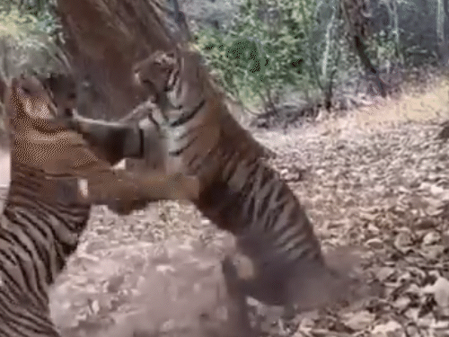 Territorial fight between 2 tigresses caught on camera: Tourists at ...