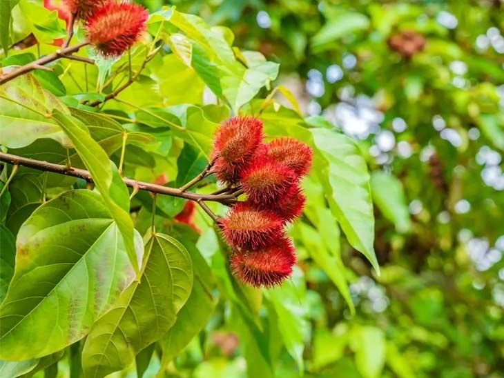 Oxygen Park Near Jagatpur Bridge to Be Named Sindoor Van, 12,000 Trees ...