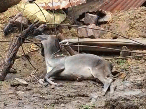 Pond water floods Kota village, residents climb roofs to survive: 'Woke ...