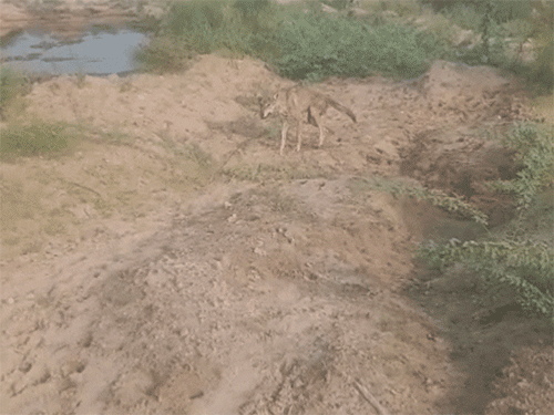 Rabies claims life of youth bitten by wolf in Jodhpur Victim screams ...