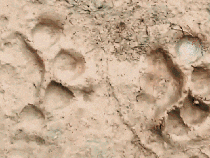 Tiger roams with family where it devoured man in Sitapur Big cats ...