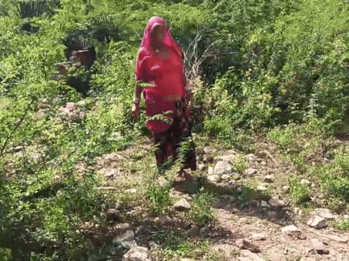 leopard enters enclosure attacks animals cow calf killed boraj village ...