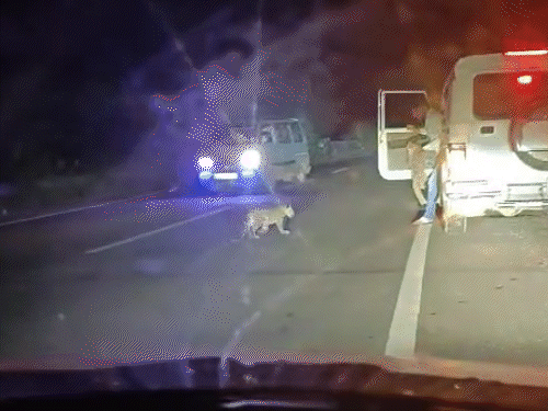 Sarpanch steals leopard cub from NH-23 in Bolero Youth filming incident ...