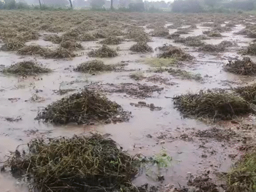 Unseasonal rains devastate farmers in Gujarat; Crops destroyed across ...