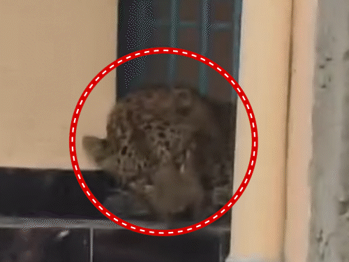 Leopard roams in residential area for 10 hours in Rohtas; Sparks panic ...