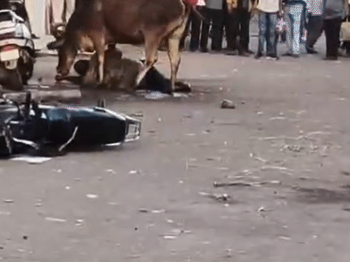 Stray cow attacks youth in Jamnagar; Viral video shows enraged cattle ...