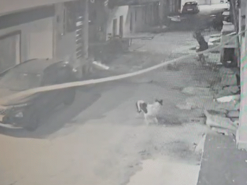 Guna Dog Beating Death | Accused Washes Blood; Video Surfaces
