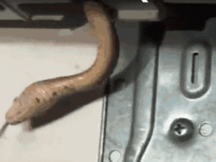 Snakes Enter House AC to Escape Heat | Valsad Shocking Incident