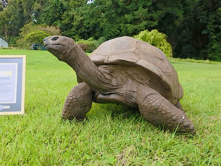 Jonathan Tortoise: 194-Year-Old Legend; PM Modi Visit Update