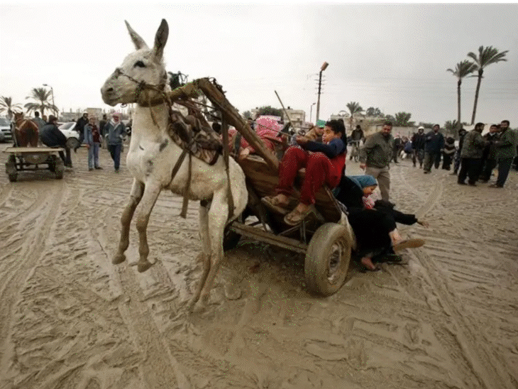 Pakistan Donkey Race Facts; China India Demand | Hide Trade - Ejiao ...