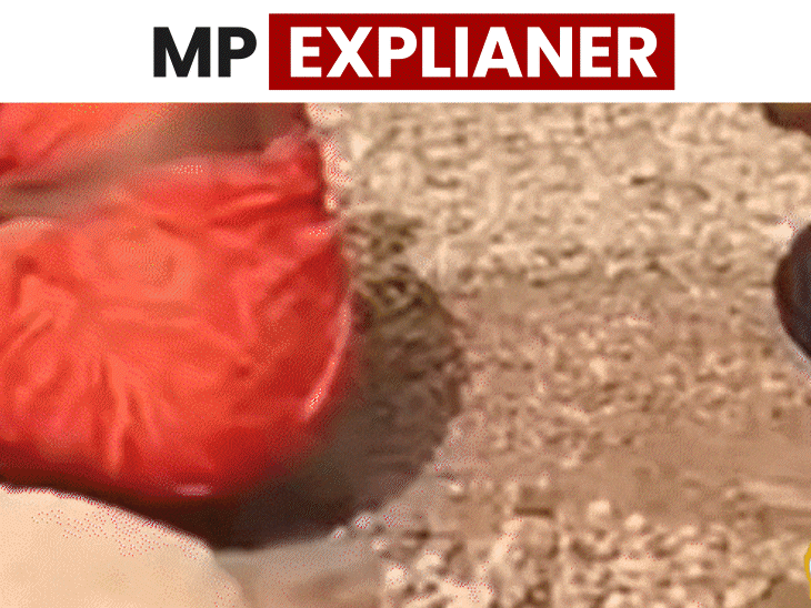 Diamonds are being unearthed in Panna, but remain unsold: Why has the auction been stalled for 20 months, and can you mine them? - Madhya Pradesh News