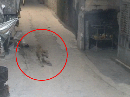 Junagadh’s Uparkot Fort remains shut for third day: CCTV spots leopard for 2 days; forest dept monitors with cages - Gujarat News