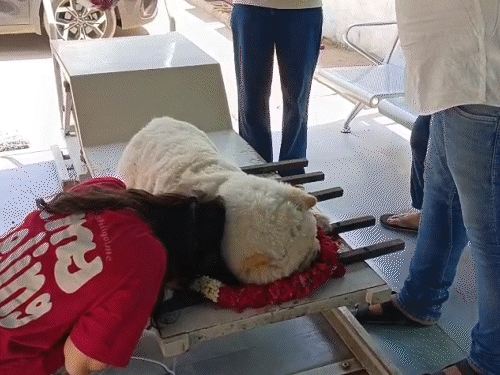 From secret burials to VIP farewells: Staff get emotional seeing grieving pet parents - Ahmedabad News