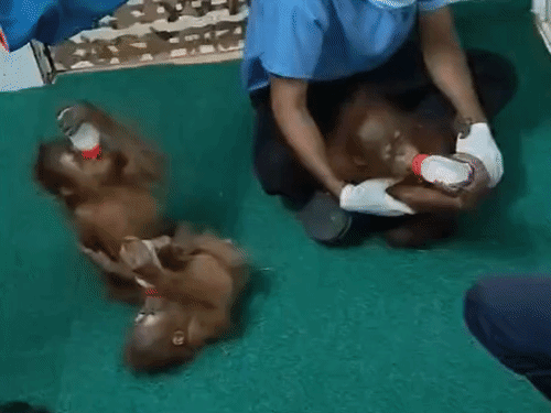5 baby Orangutans found in Odisha forest: Not native to India, survival a challenge; smuggling suspected
