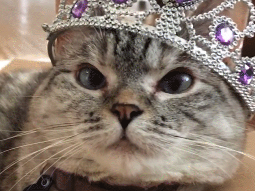 Cat with net worth of ₹839 crore: ‘Court’ sentences the gods in Chhattisgarh | Top 5 interesting stories