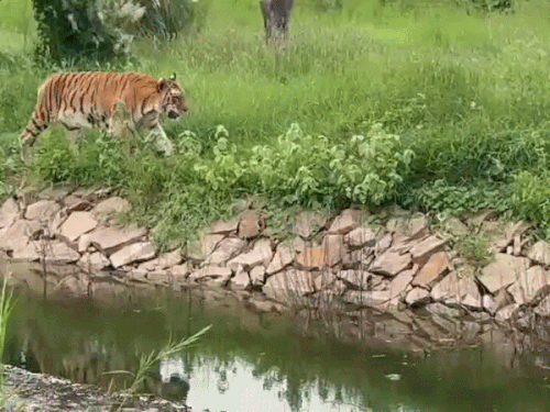 Tiger ‘Mehak’ under increased monitoring at Kota’s Abheda Biological Park:Health parameters normal; diet plan changed due to age of 23 years