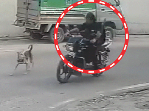Security guard arrested for shooting dog in Lucknow: Fired licensed gun; identified through CCTV footage