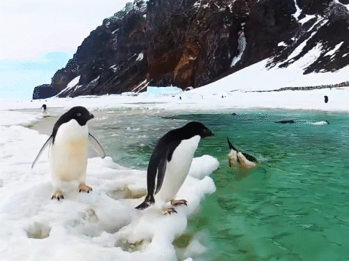 Photo: Bhaskarenglish Antarctic Snow Melts Faster Due To Penguin Guano Fertilizing Algae