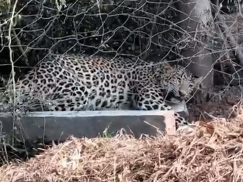 Leopard Trapped In Iron Mesh Dies In Chittorgarh | Nathu Ramji Ka Kheda