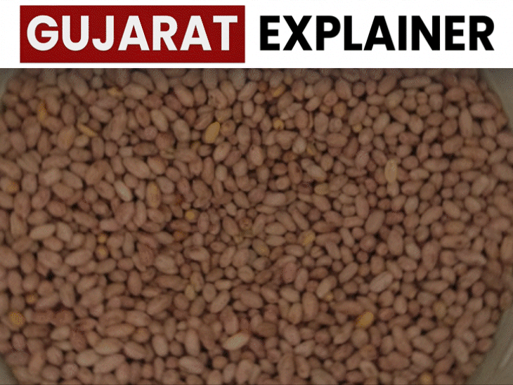 Gujarat Drought Impact | Groundnut Oil Price Hike Risk; Farmers Crisis