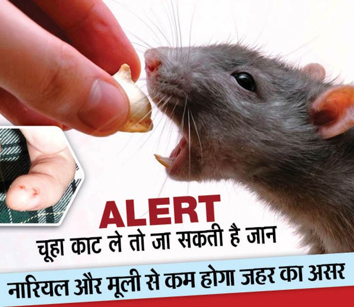 Rat Bite Causes Rabies | ALERT : चूहा काट ले तो जा सकती है जान, ये हैं ...