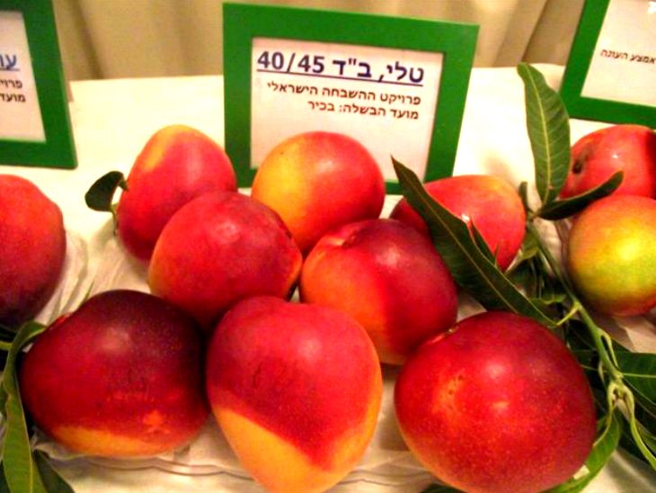 special story how Israel to Become a Mango Superpower
