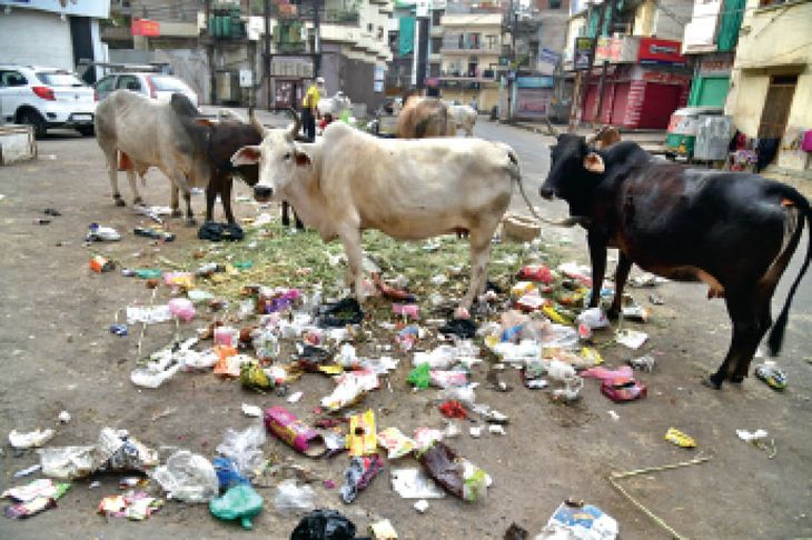 Scavengers leave the pile of garbage and scavengers are scavenging on ...