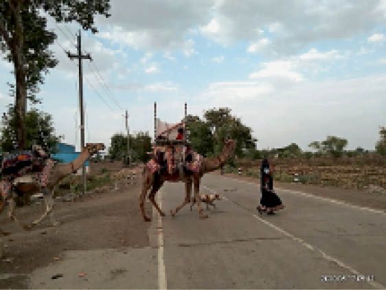 People from Rajasthan in search of razi-raiti, they are not afraid of ...