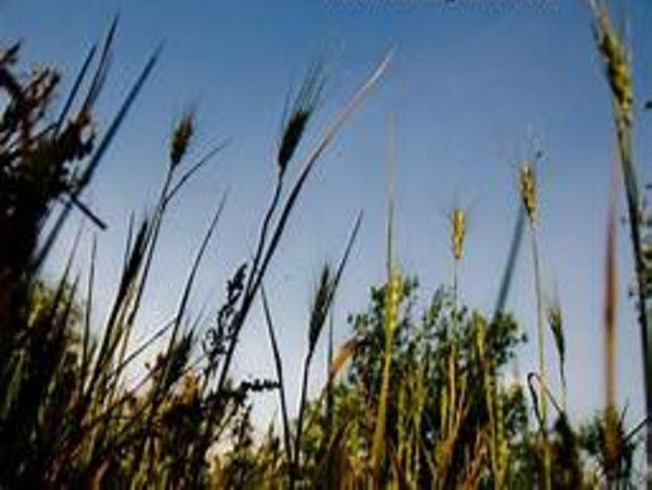 Unseasonal rains and hailstorms wreaked havoc on Rabi crop, farmers ...