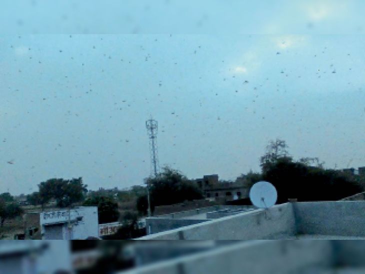 Locust attack in the city in the evening after the heat of the day, the ...