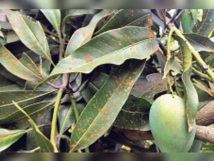 Prevent mango growing red rust disease in Buxar | सलाह: बक्सर में आम ...