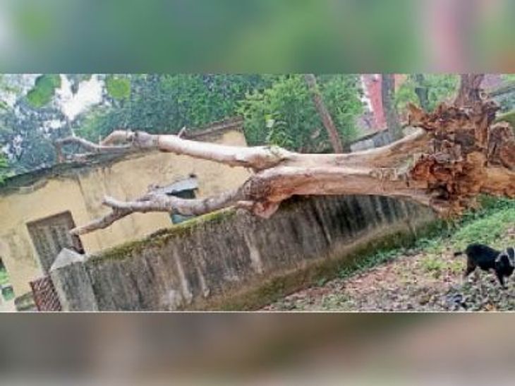 Trees have fallen on the dispensary office building and boundary wall ...