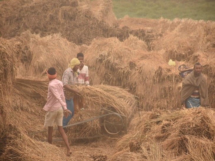 Bharat Bandh In Bihar Patna Today Update; No Impact Seen, Farmer Engaged In  His Field