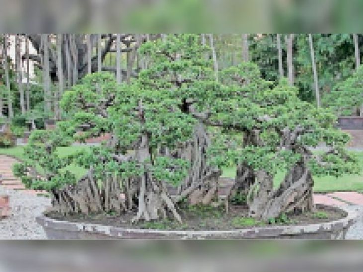 Bonsai Park to be built in Botanical Garden of Sarangpur तैयारी