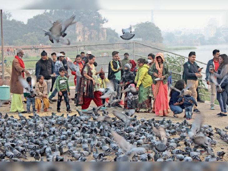 Bird flu has spread 28 times in 9 years, 74.30 lakh birds have died ...