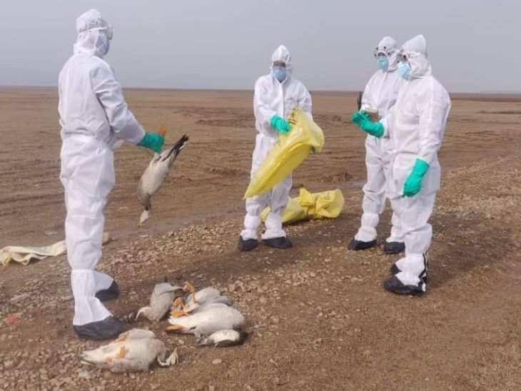Bird Flu Virus India Update; Govt Alert After Crow Deaths In Rajasthan ...