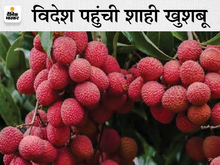 The royal lychee of Bihar received a phytosanitary certificate; 500 KG ...